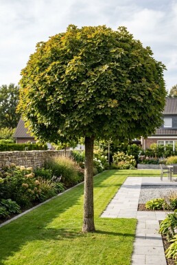 Acer platanoides 'Globosum' bolvorm op stam 120 cm C7,5