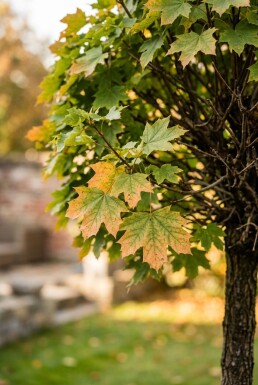 Acer platanoides 'Globosum' bolvorm op stam 120 cm C7,5