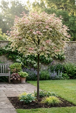 Acer pseudoplatanus 'Simon-Louis Frères' op stam 120 cm C7,5