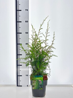 Juniperus communis 'Hibernica' struik 30-35 cm C2