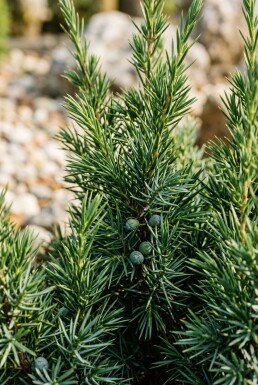 Juniperus communis 'Hibernica' struik 30-35 cm C2