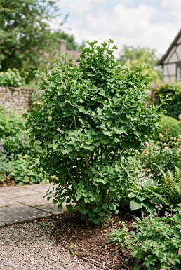 Ginkgo biloba Struik 30-40 cm C2