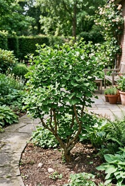 Ginkgo biloba Struik 30-40 cm C2