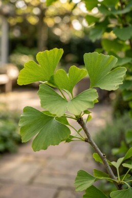 Ginkgo biloba Struik 30-40 cm C2
