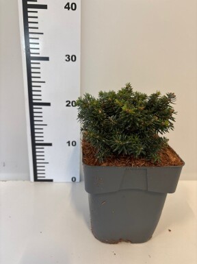 Abies koreana 'Cis' struik 50-60 cm C3