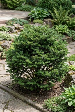 Abies koreana 'Cis' struik 50-60 cm C3