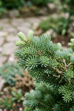 Abies koreana 'Cis' struik 50-60 cm C3