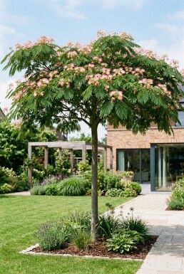 Albizia julibrissin 'Ombrella' op stam 80 cm C7,5