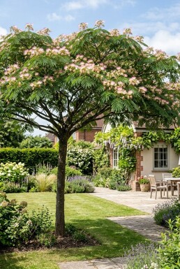 Albizia julibrissin 'Ombrella' op stam 80 cm C7,5