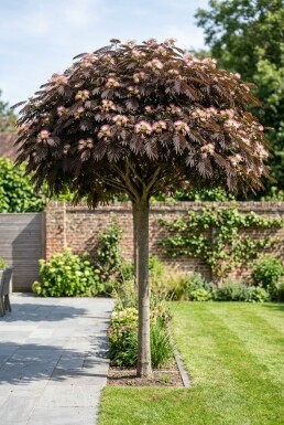 Albizia julibrissin 'Summer Chocolate' op stam 80 cm C7,5