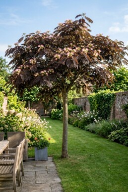 Albizia julibrissin 'Summer Chocolate' op stam 80 cm C7,5