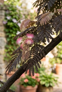 Albizia julibrissin 'Summer Chocolate' op stam 80 cm C7,5