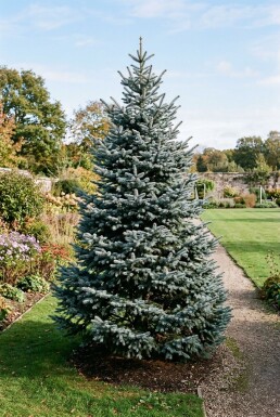 Abies procera 'Glauca' struik 50-60 cm C3