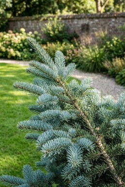 Abies procera 'Glauca' struik 50-60 cm C3