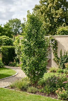 Ginkgo biloba 'Menhir' Struik 50-60 cm C3