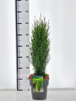 Ginkgo biloba 'Menhir' Struik 50-60 cm C3