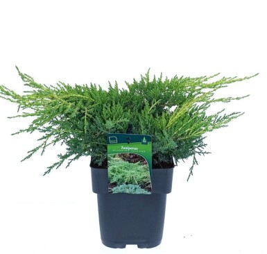 Juniperus pfitzeriana 'Gold Star' struik 25-30 cm C3