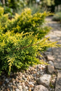 Juniperus pfitzeriana 'Gold Star' struik 25-30 cm C3