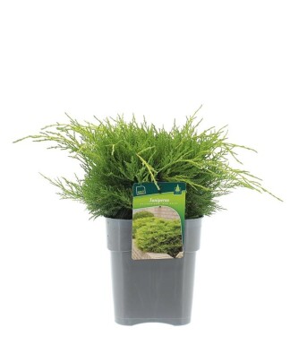 Juniperus pfitzeriana 'Old Gold' struik 25-30 cm C3