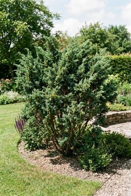 Juniperus media 'Hetzii' struik 30-40 cm C3