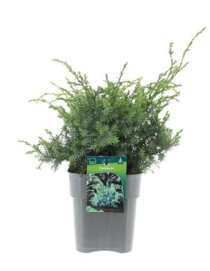 Juniperus chinensis 'Blue Alps' struik 30-40 cm C3