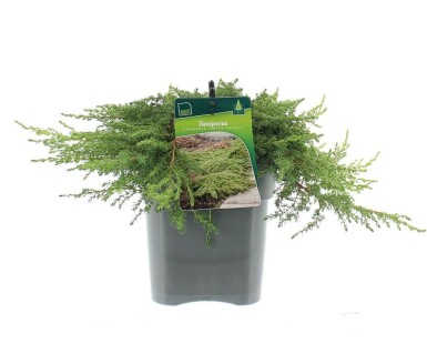 Juniperus communis 'Green Carpet' struik 30-40 cm C3
