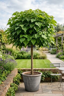 Catalpa bignonioides 'Nana' bol-op-stam 60 cm C5