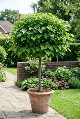 Catalpa bignonioides 'Nana' bol-op-stam 60 cm C5
