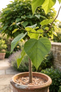 Catalpa bignonioides 'Nana' bol-op-stam 80 cm stamhoogte C5