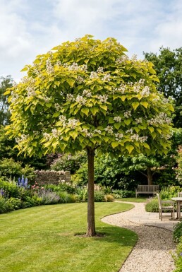Catalpa bignonioides 'Aurea' op stam 120 cm C7,5