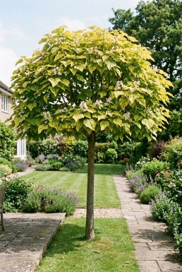 Catalpa bignonioides 'Aurea' op stam 120 cm C7,5