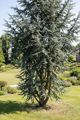 Cedrus atlantica 'Glauca' struik 50-60 cm C3