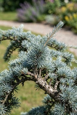 Cedrus atlantica 'Glauca' struik 50-60 cm C3
