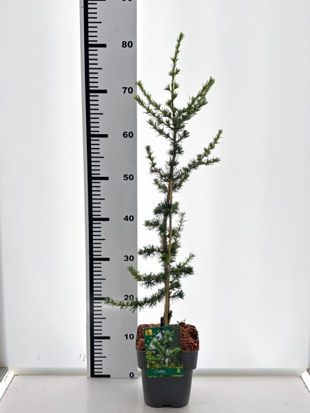 Cedrus libani 'Glauca' struik 20-30 cm C2