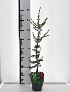 Cedrus libani 'Glauca' struik 20-30 cm C2