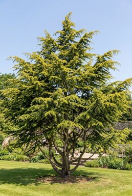 Cedrus deodara 'Aurea' struik 50-60 cm C3
