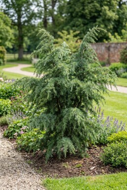 Cedrus deodara 'Eisregen' struik 50-60 cm C3