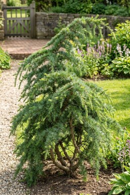 Cedrus deodara 'Eisregen' struik 50-60 cm C3