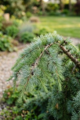 Cedrus deodara 'Eisregen' struik 50-60 cm C3