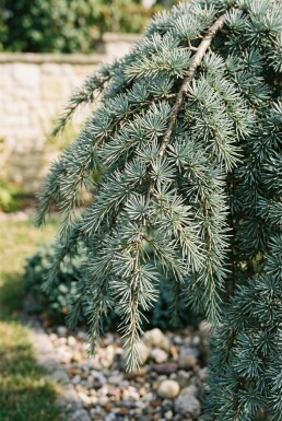 Cedrus deodara 'Feelin' Blue' struik 50-60 cm C3