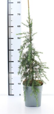 Cedrus deodara 'Feelin' Blue' struik 50-60 cm C3