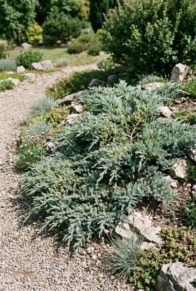 Juniperus communis 'Silver Carpet' struik 30-35 cm C3