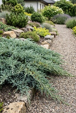 Juniperus communis 'Silver Carpet' struik 30-35 cm C3