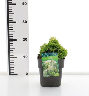 Chamaecyparis 'Butterball' struik 15-20 cm C2