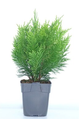 Chamaecyparis lawsoniana 'Ivonne' struik 25-30 cm C1