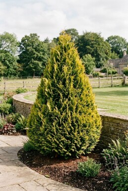 Chamaecyparis lawsoniana 'Ivonne' struik 25-30 cm C1