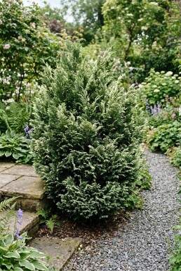 Chamaecyparis lawsoniana 'Pearly Swirls' struik 30-40 cm C2