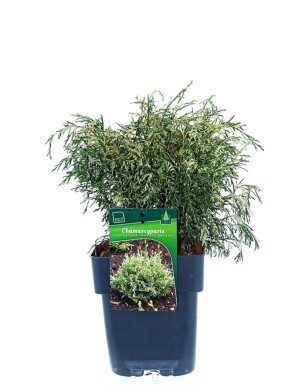 Chamaecyparis lawsoniana 'Pearly Swirls' struik 30-40 cm C2