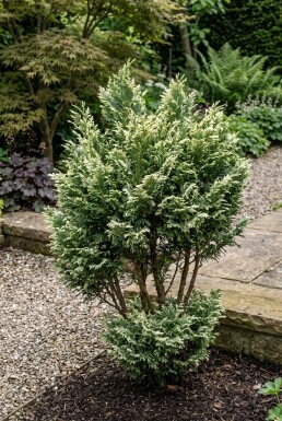 Chamaecyparis lawsoniana 'Pearly Swirls' struik 30-40 cm C2