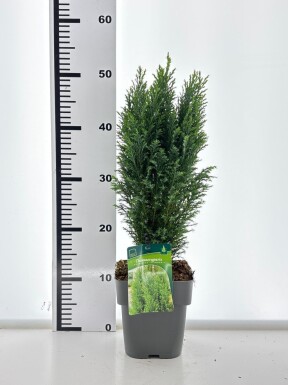Chamaecyparis lawsoniana 'Ellwoodii' struik 30-40 cm C2